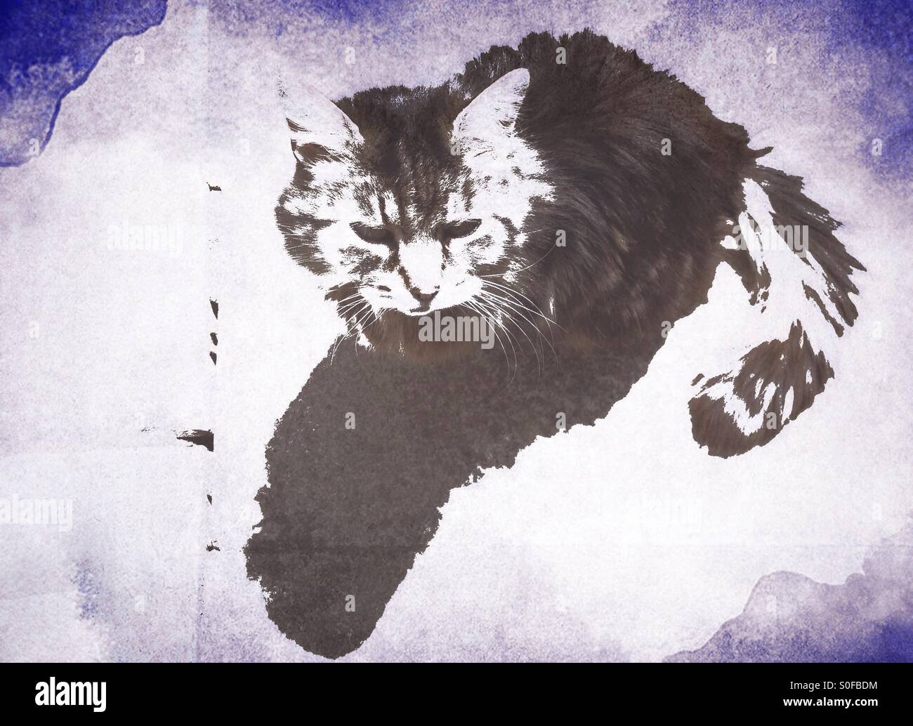 Cat with art effect overlay - Smartphone Captured Stock Image