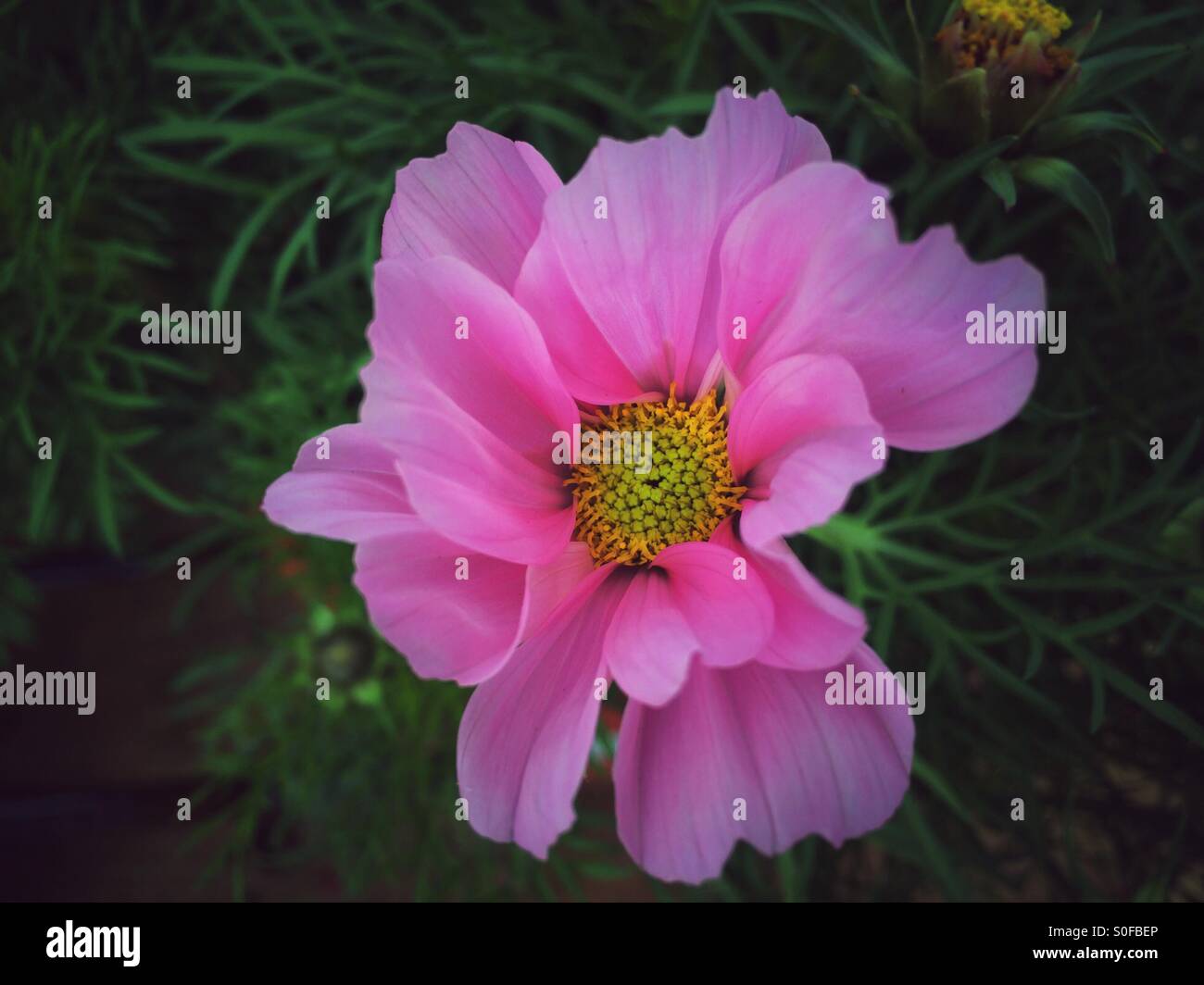 Soft pink Cosmos flower - Smartphone Captured Stock Image
