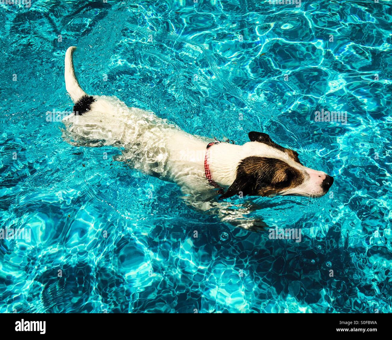 Dog swimming in outdoor swimming pool on a sunny day. - Smartphone Captured Stock Image