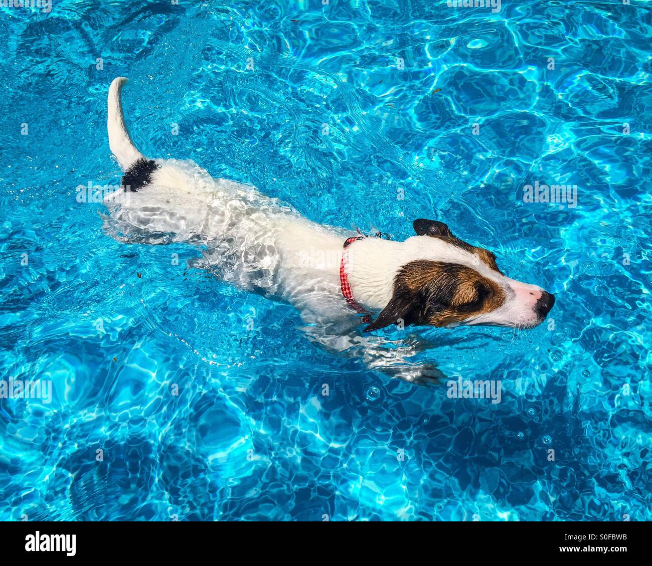 Dog swimming in light blue waters of outdoor swimming pool on a sunny summer day. - Smartphone Captured Stock Image