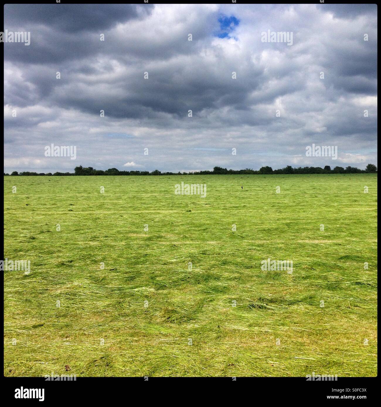 Freshly cut grass meadow, Hampshire, England,United Kingdom. Stock Photo