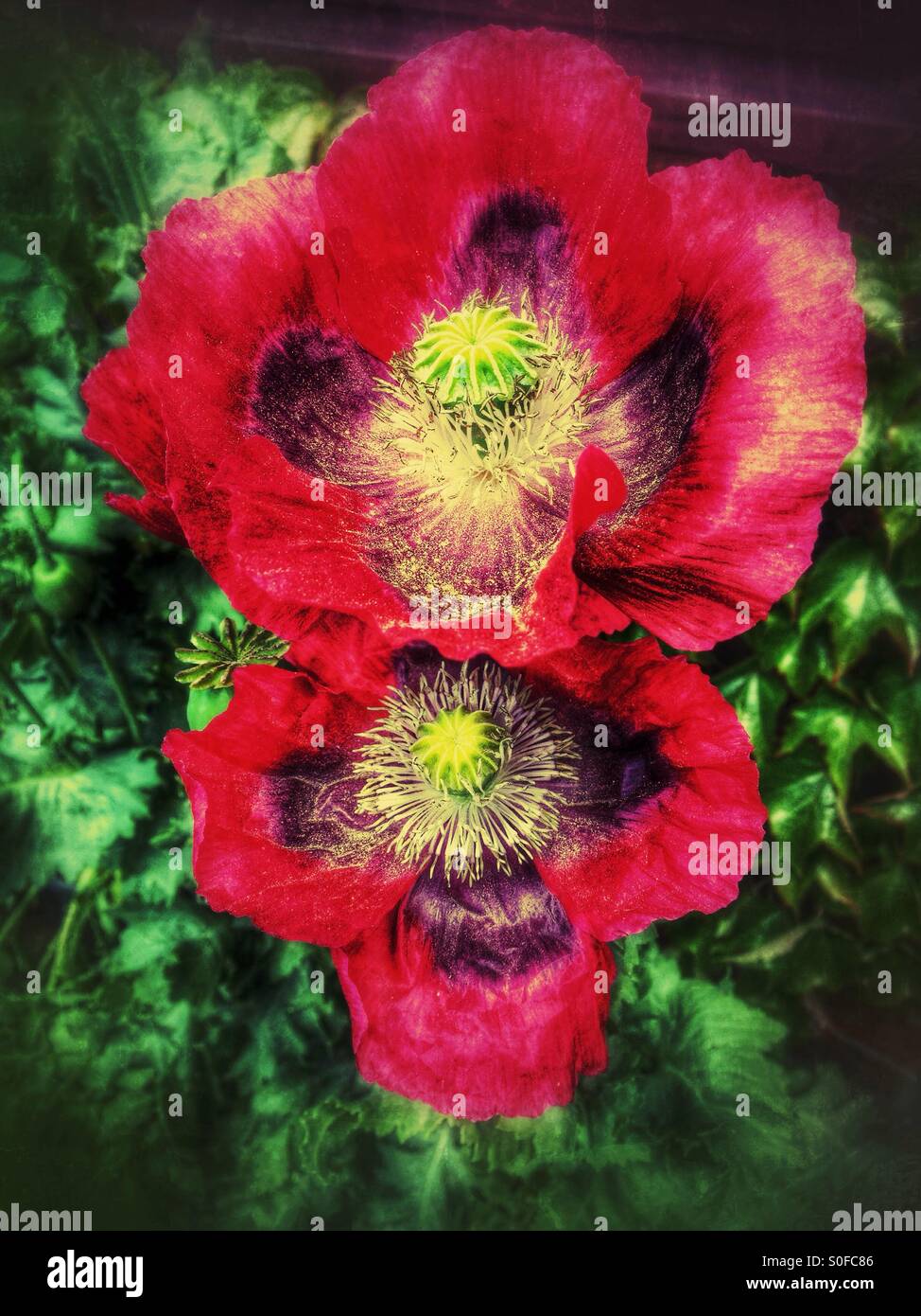 Wild poppies growing in a garden. Lincolnshire, England. - Smartphone Captured Stock Image