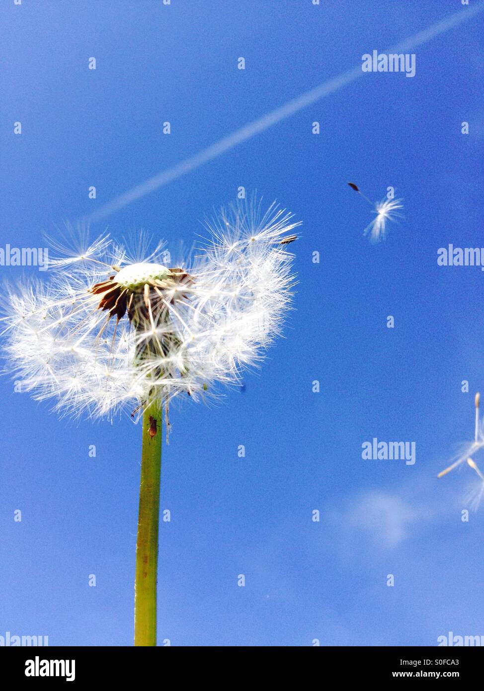 Seeds blowing from a dandelion with a planes vapour trail in the background - Smartphone Captured Stock Image
