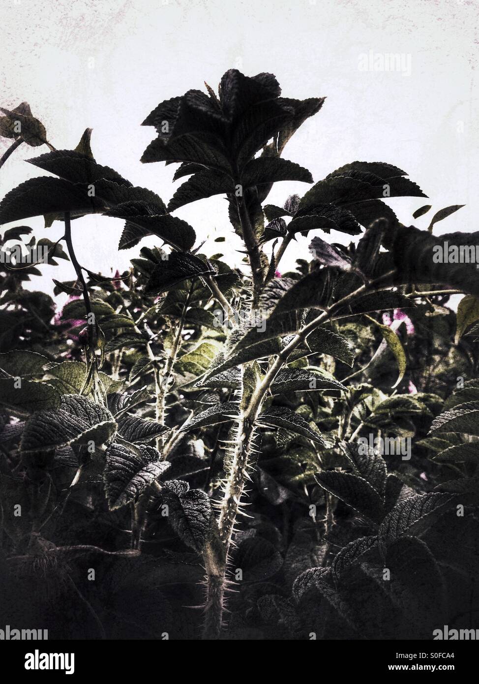 Rose With Thorns High Resolution Stock Photography and Images - Alamy