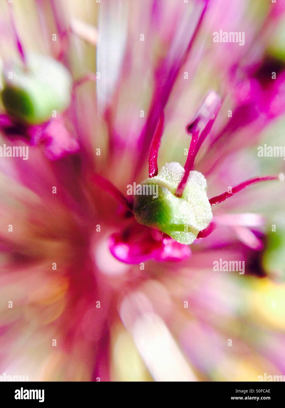 Macro view of an allium flower head - Smartphone Captured Stock Image