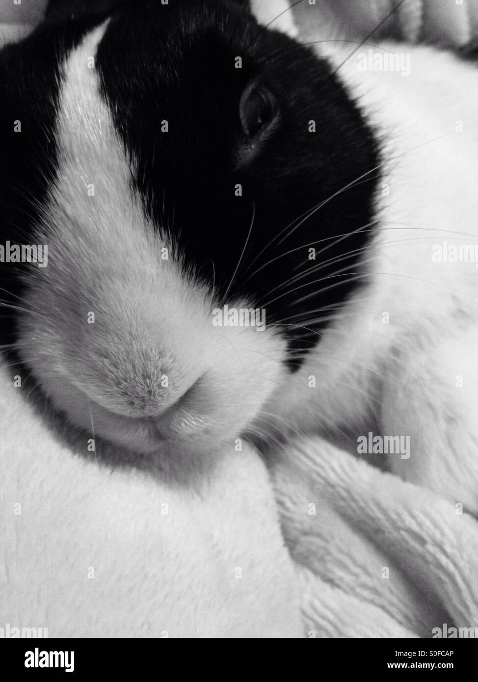 Young male Dutch rabbit being cuddled - Smartphone Captured Stock Image