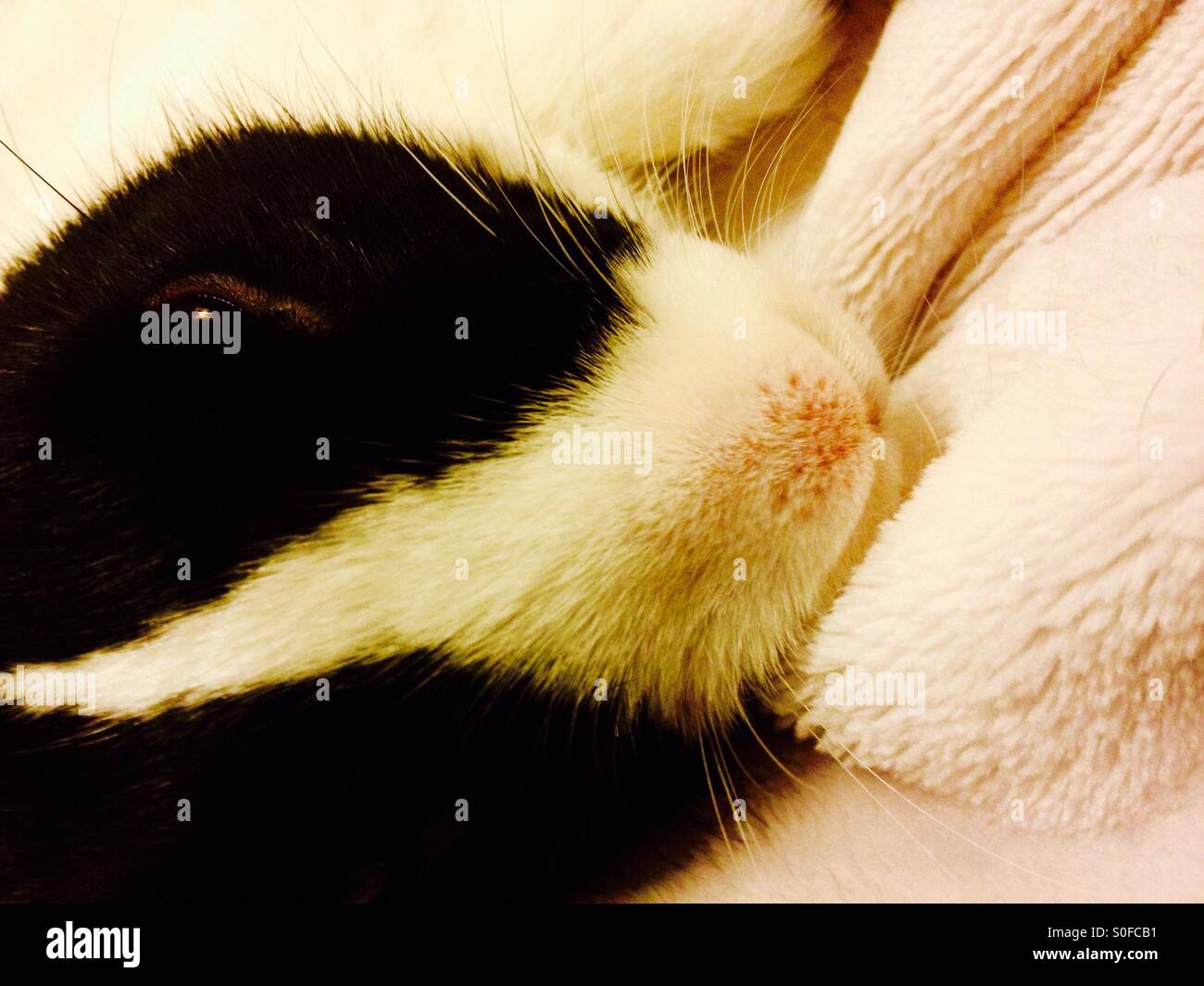 Sleepy Young male Dutch rabbit being cuddled - Smartphone Captured Stock Image
