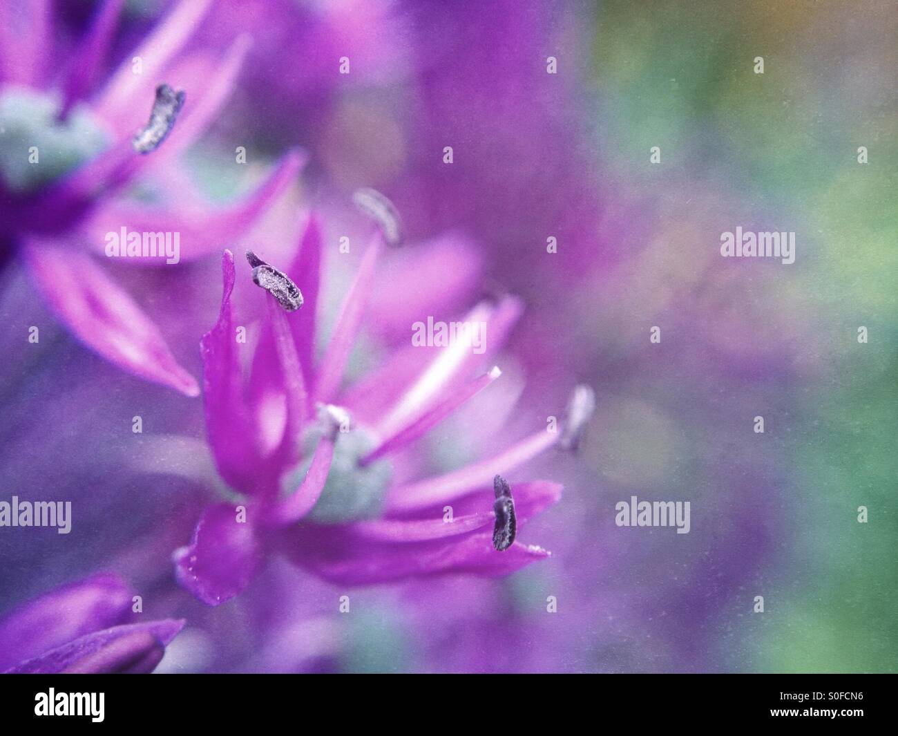 Allium flower Stock Photo