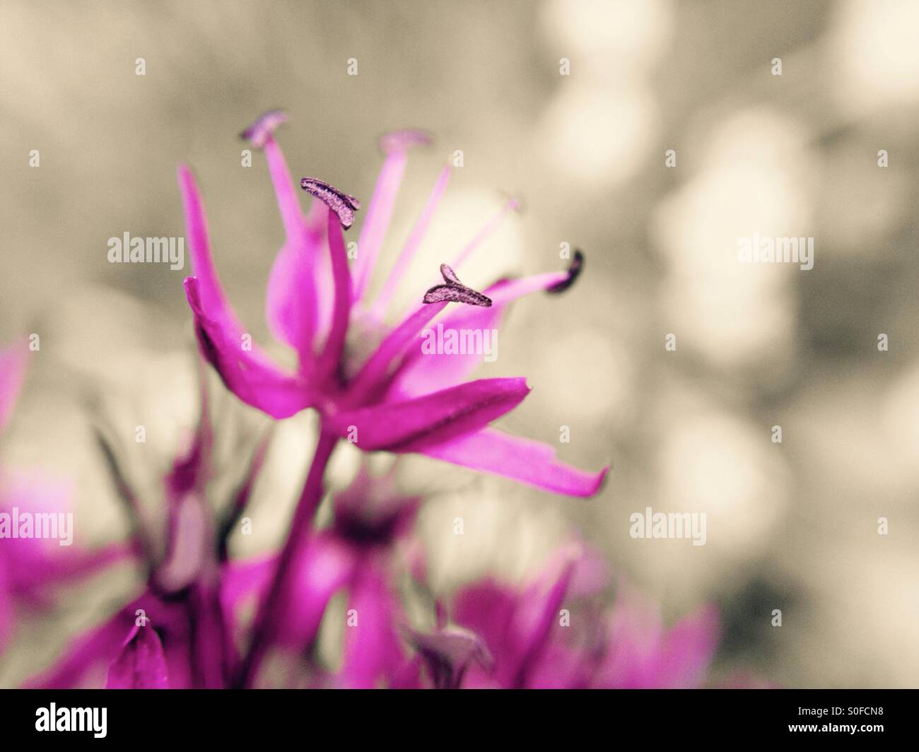 Colour popped Allium flower Stock Photo
