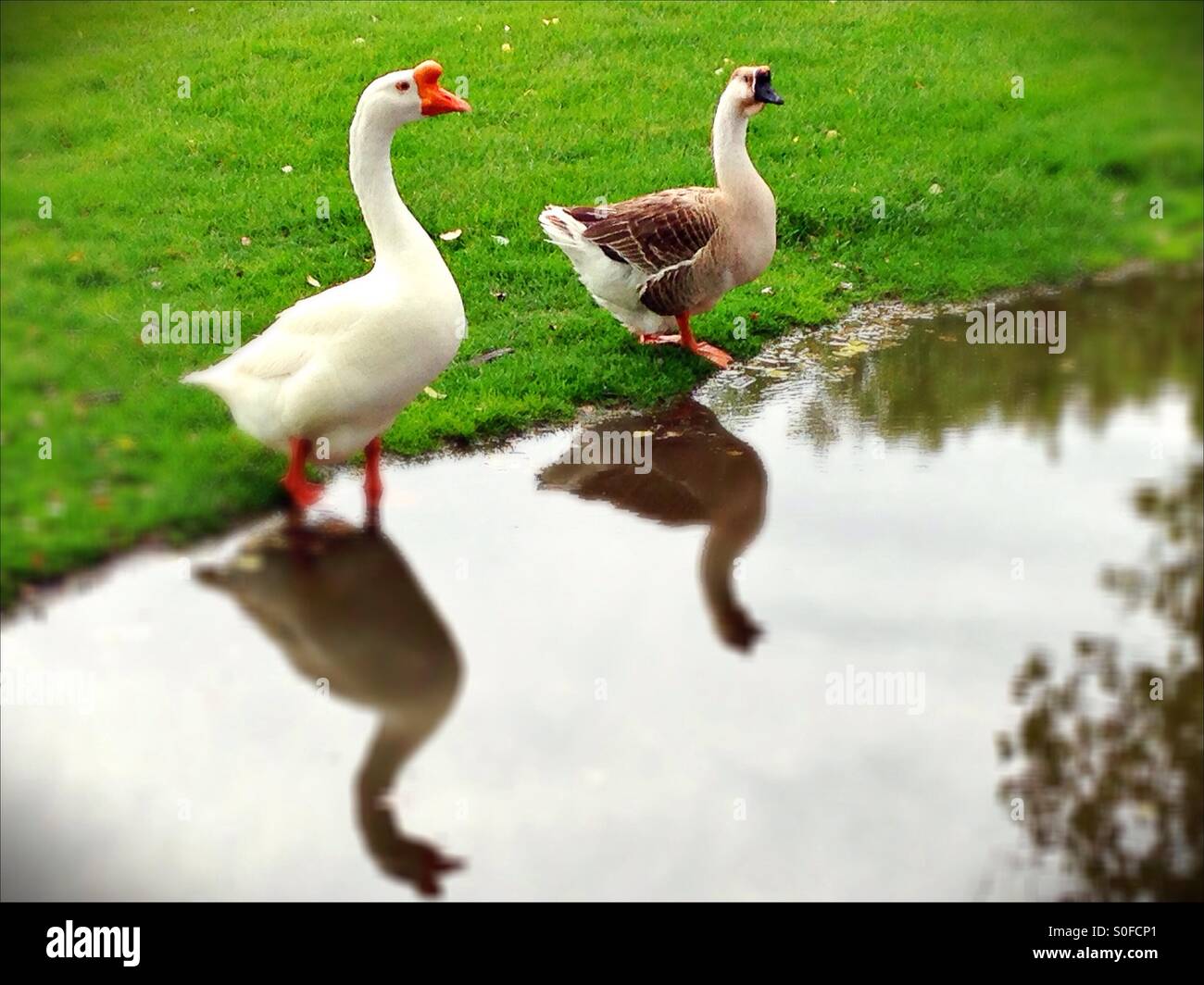 Two geese at the edge of a pond Stock Photo Alamy