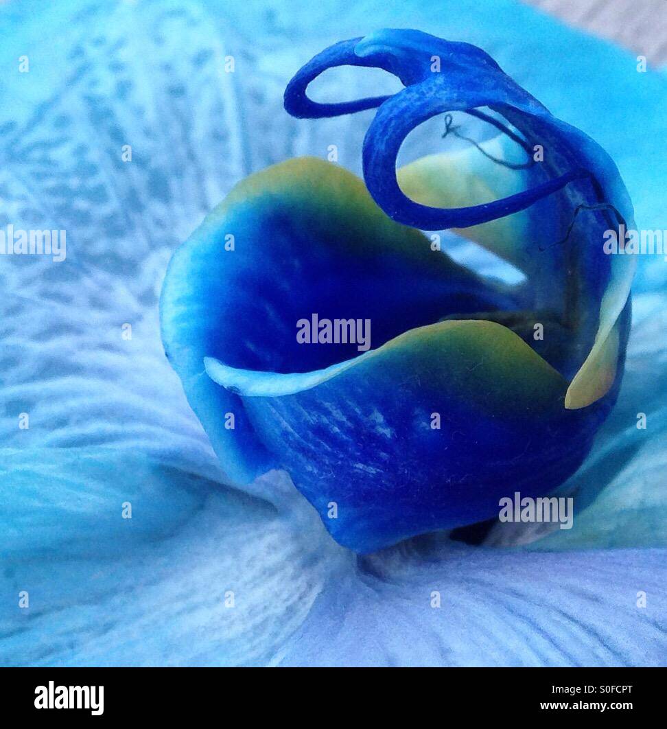Wilting blue Orchid flower Stock Photo