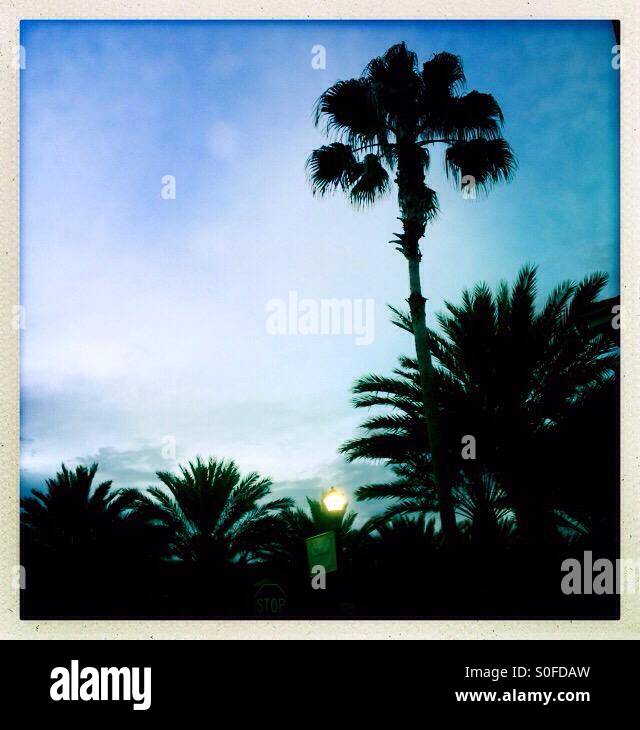 Palm trees with sunset - Smartphone Captured Stock Image