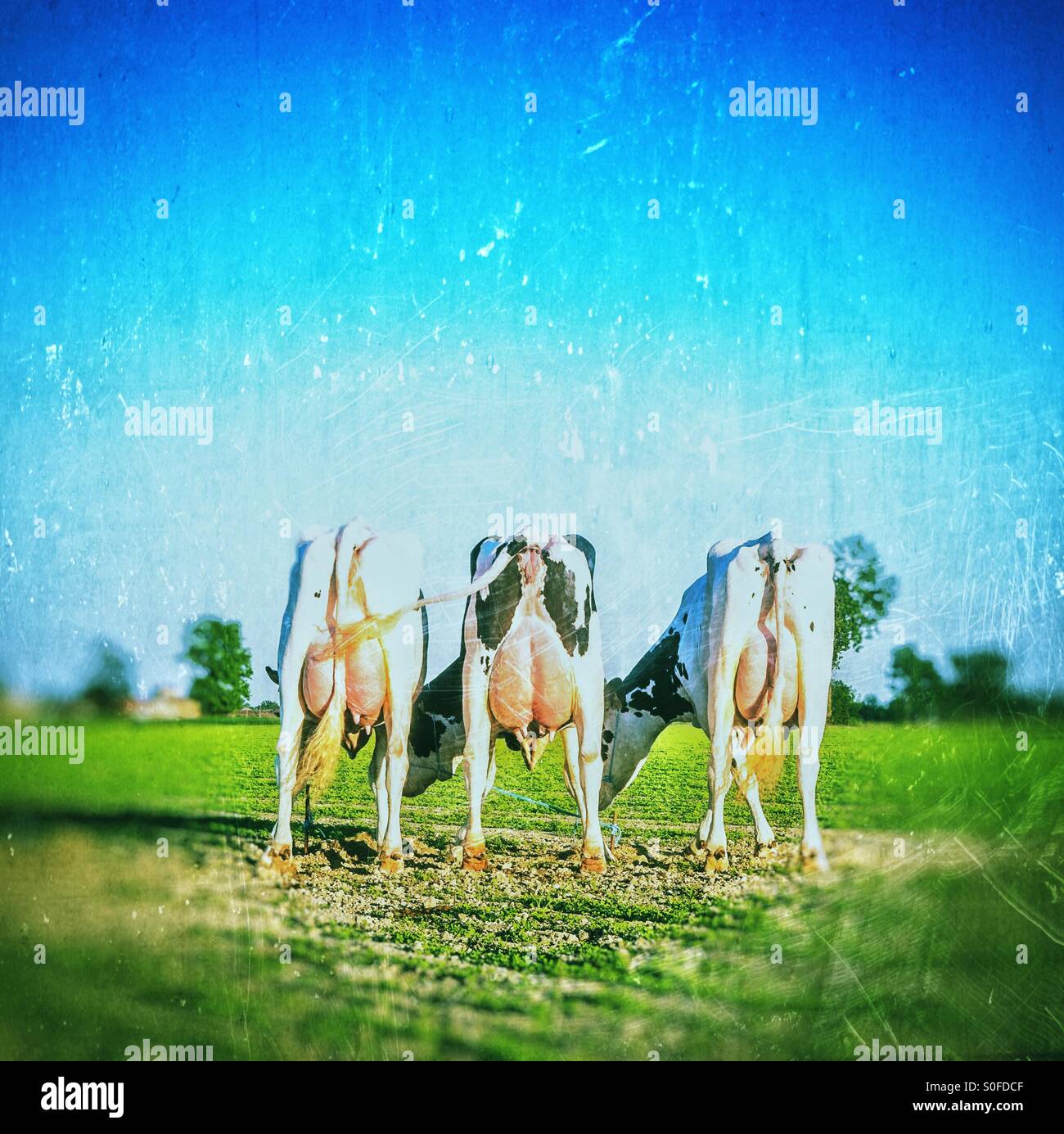 Three milk cows Stock Photo Alamy