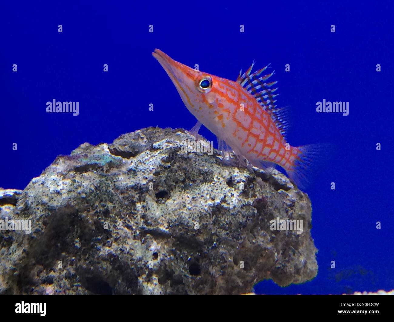 Longnose Hawkfish - Smartphone Captured Stock Image
