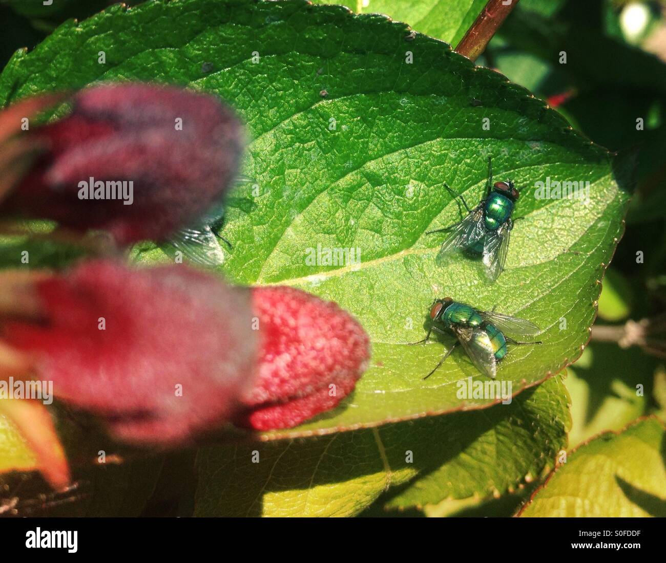 Flies on a plant leaf - Smartphone Captured Stock Image