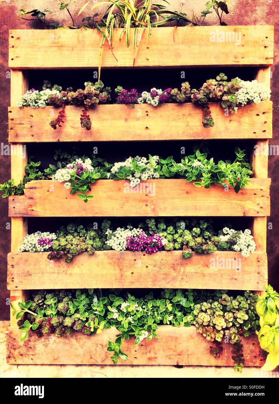 Vertical herb and native plant garden planted in an upright wooden pallet. Stock Photo