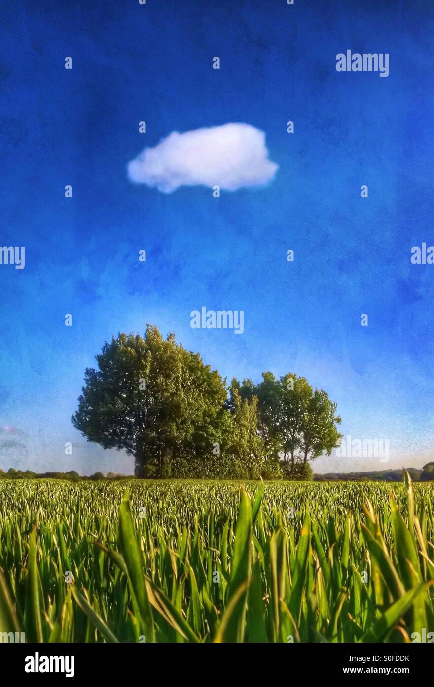 Single cloud in blue sky above group of trees - Smartphone Captured Stock Image