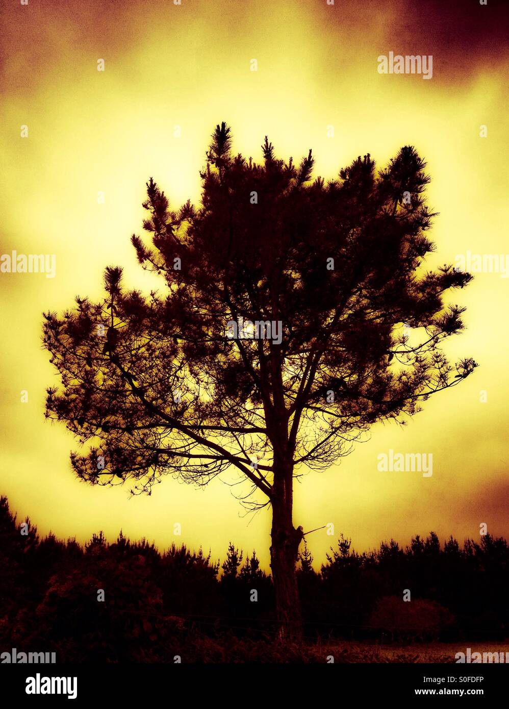 Tree in the shadows Stock Photo - Alamy