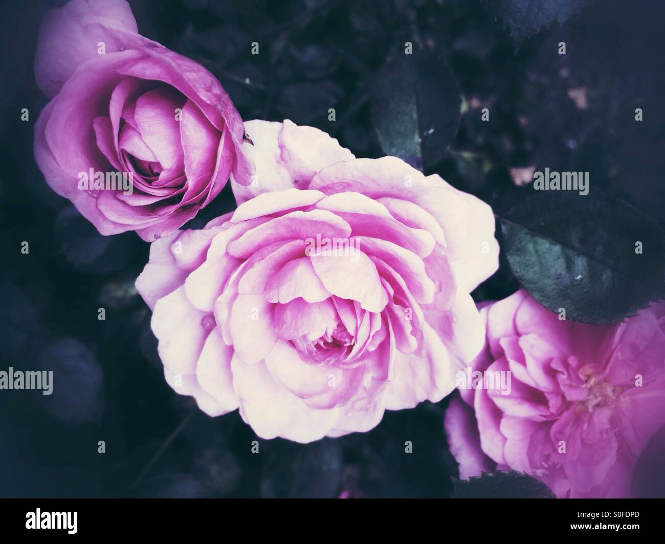 Pink and rose flowers hi-res stock photography and images - Alamy