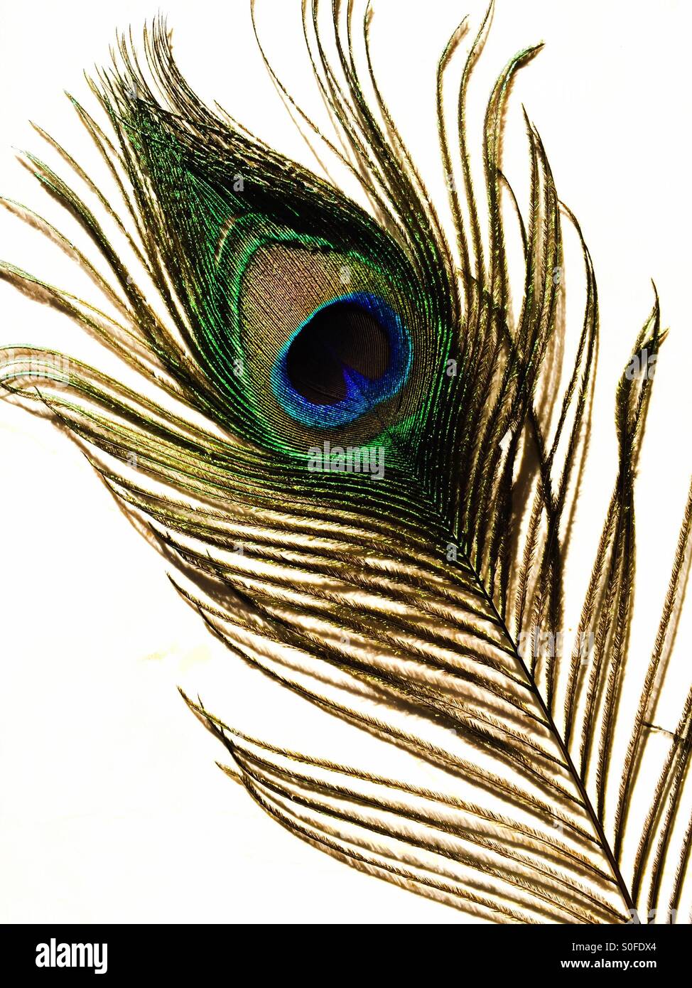 Peacock feather Stock Photo