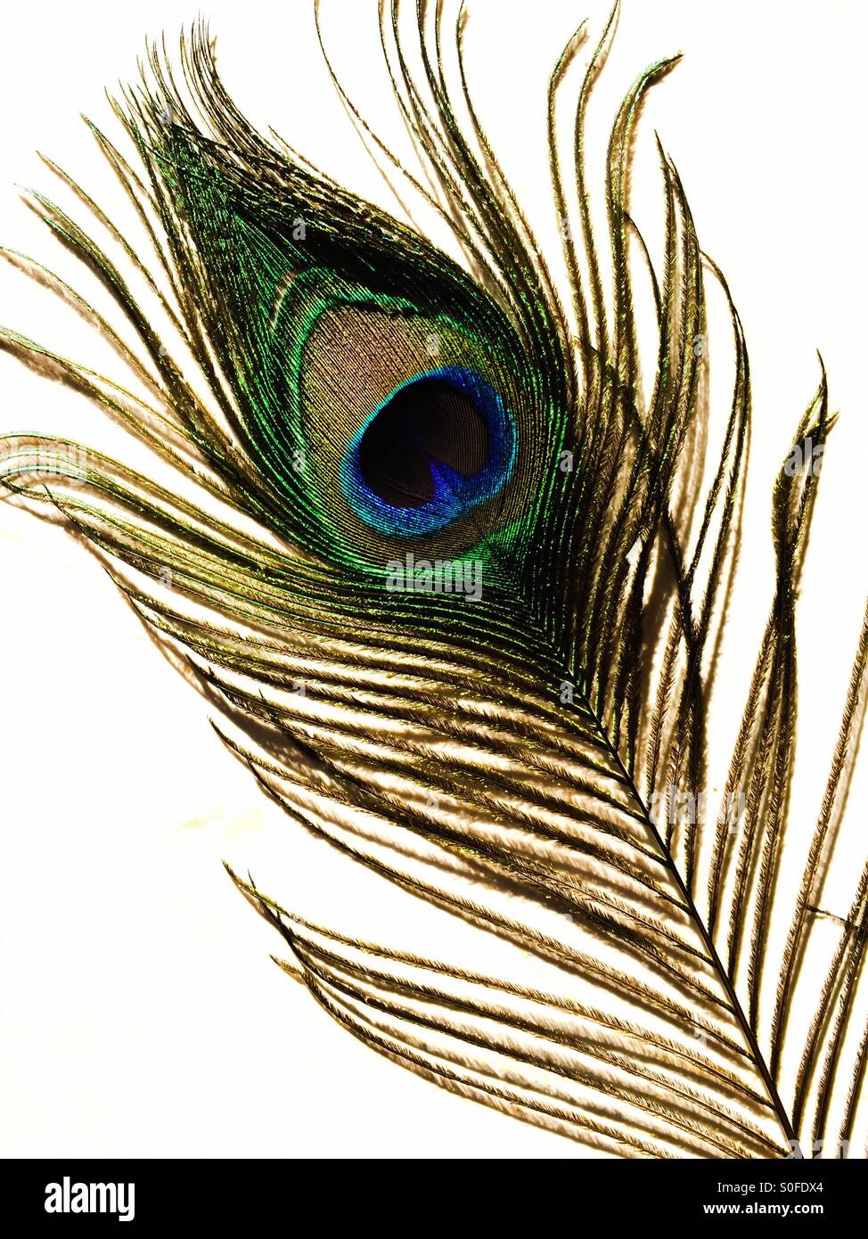 Single peacock feather hi-res stock photography and images - Alamy