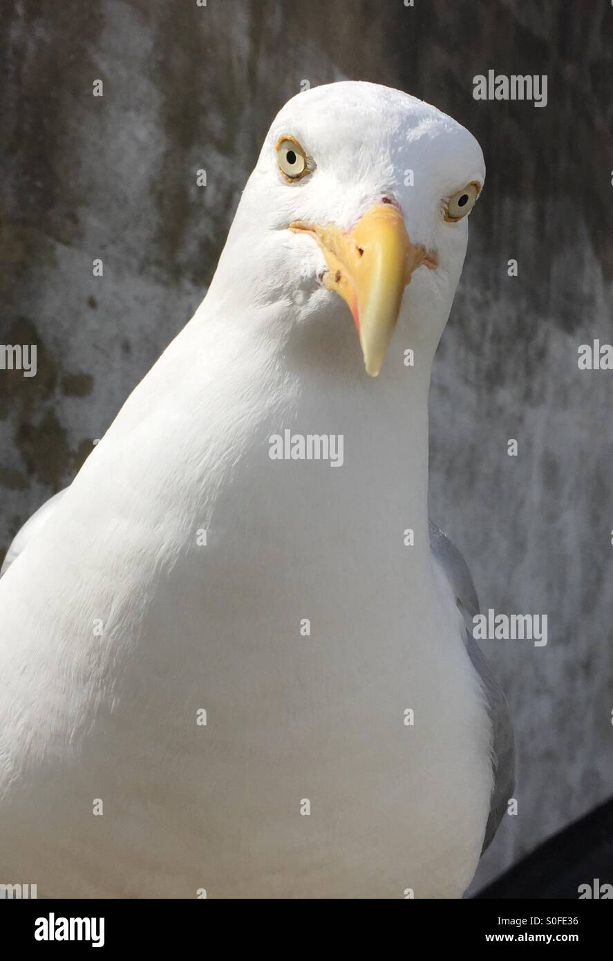 Here's looking at you! - Smartphone Captured Stock Image
