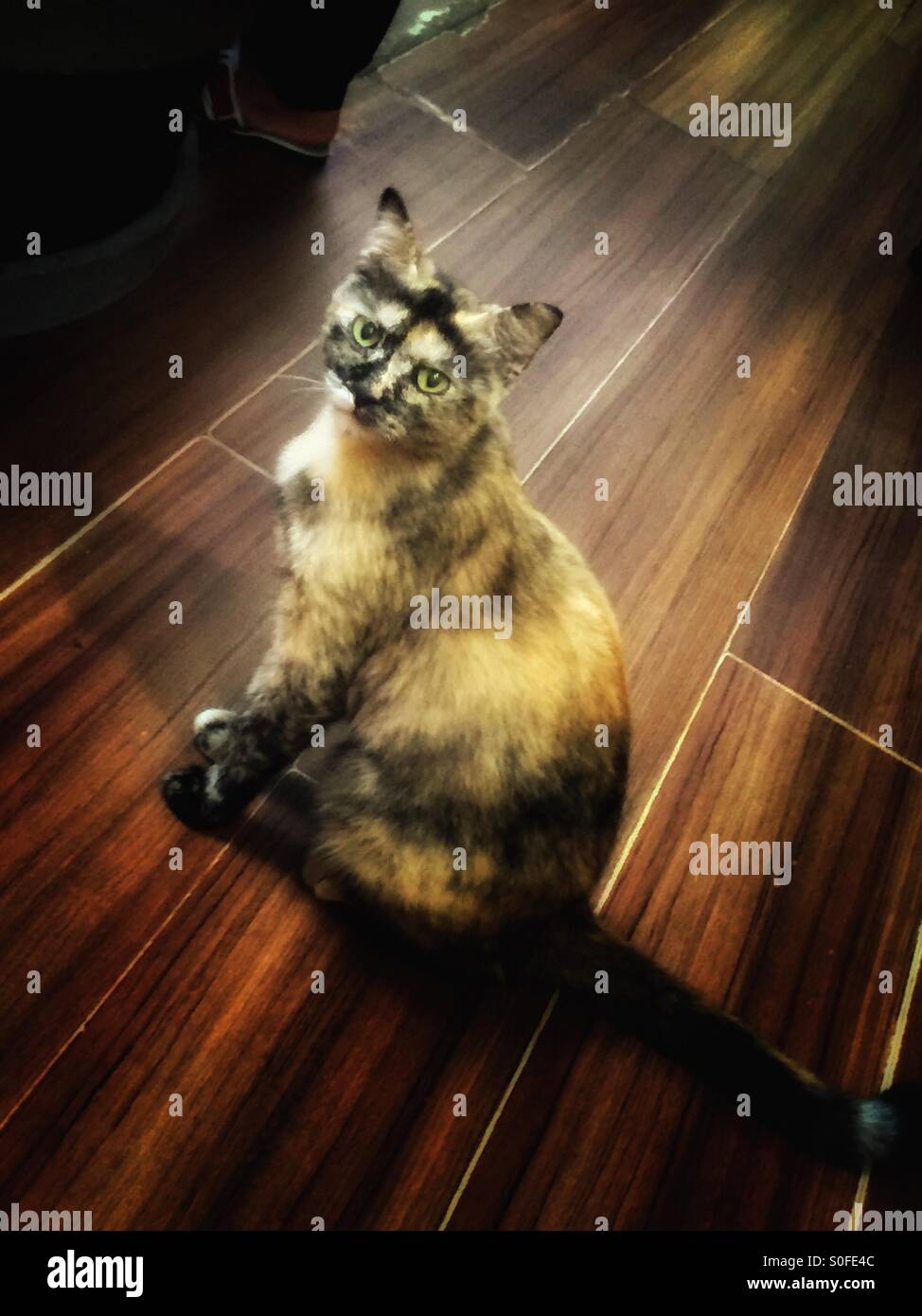 Cat look. - Smartphone Captured Stock Image