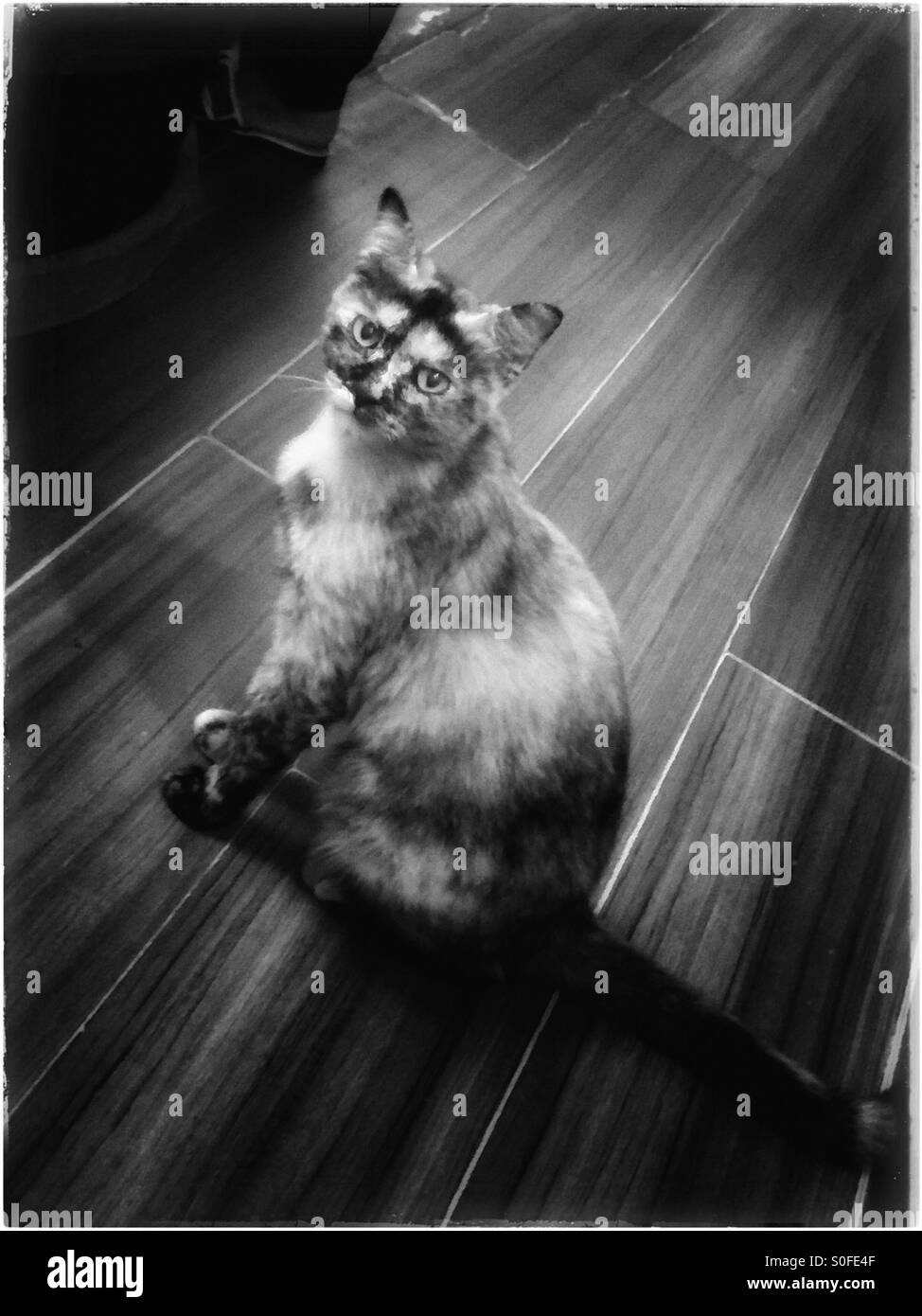 Black and white cat portrait. - Smartphone Captured Stock Image