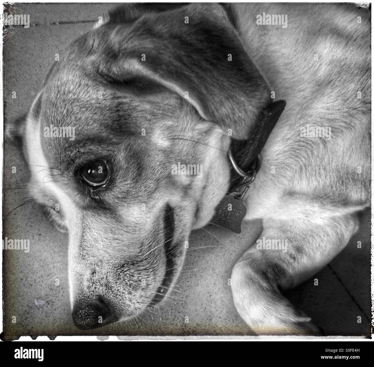 Portrait of shandy. - Smartphone Captured Stock Image