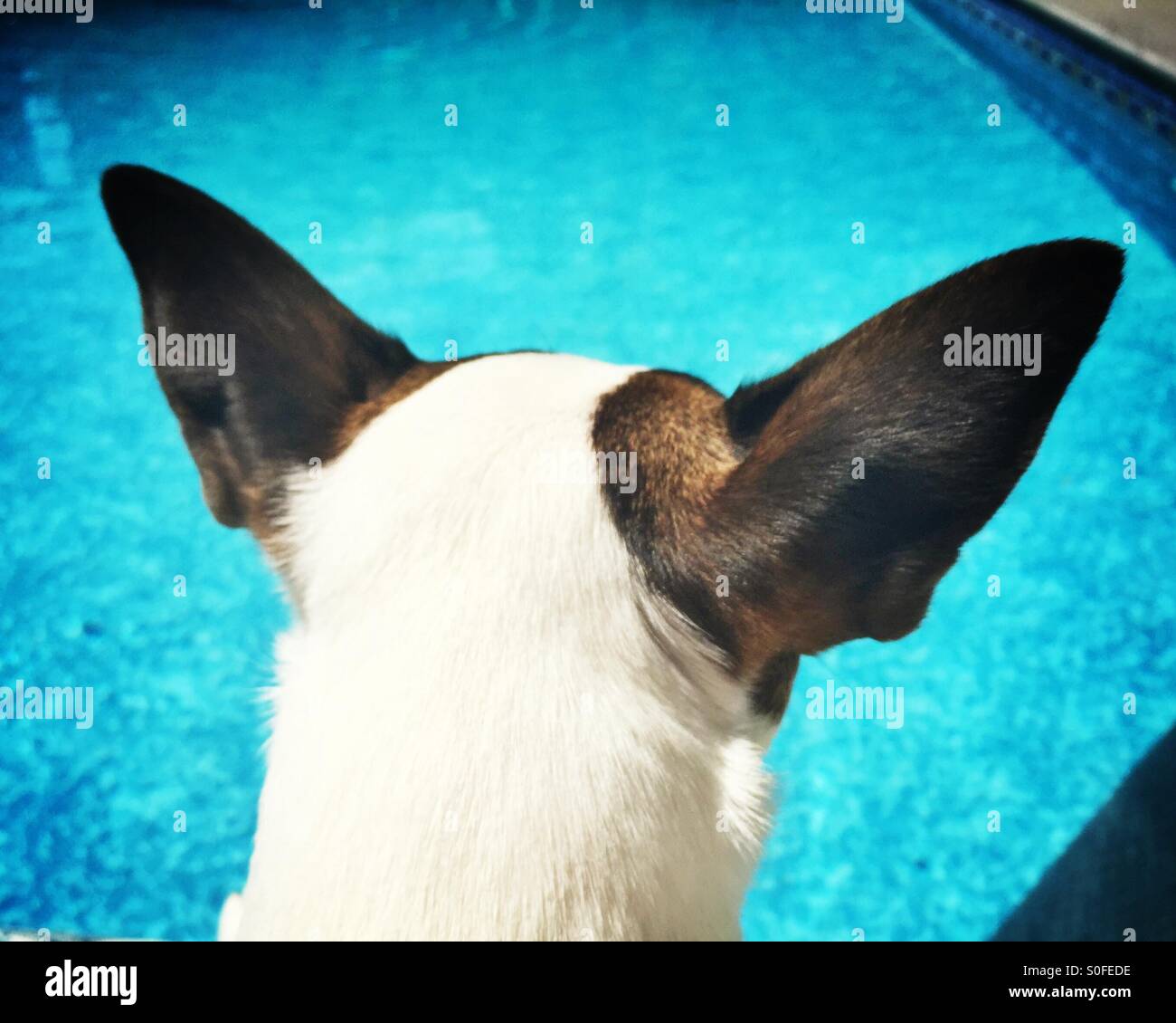 View of dog from behind, looking at swimming pool. She's very focused, her large ears are perked up. - Smartphone Captured Stock Image