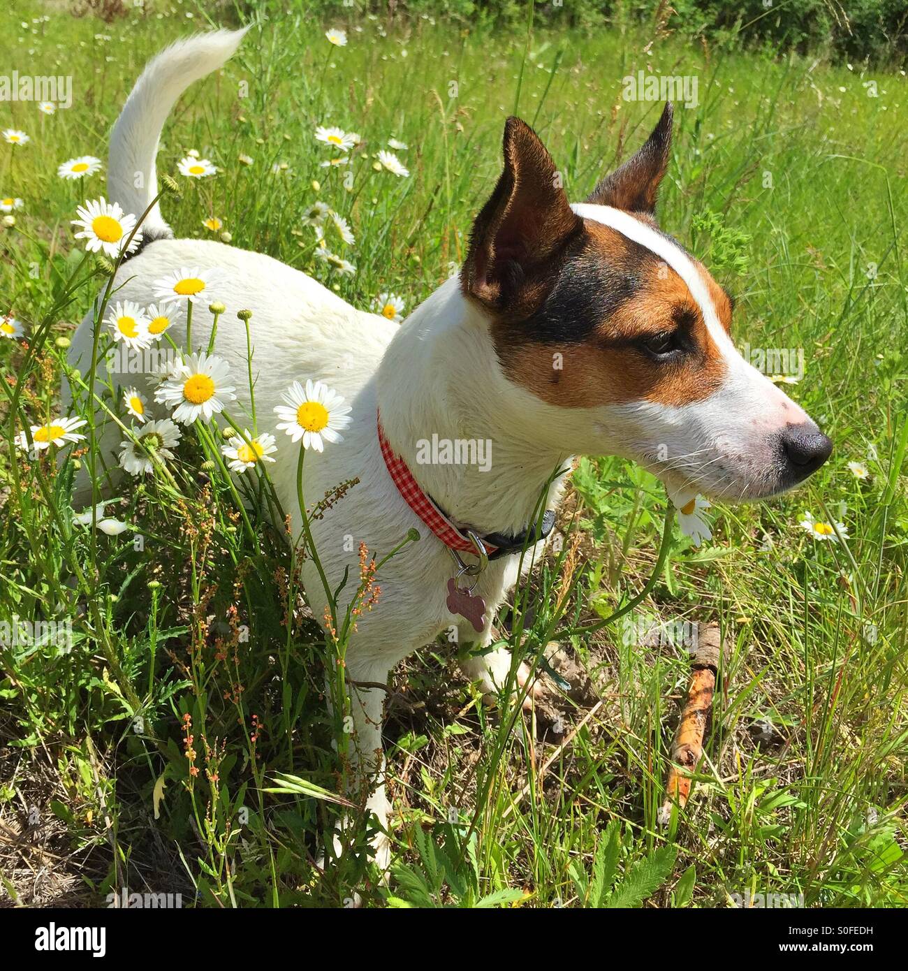 Dog in a field of daisies. - Smartphone Captured Stock Image
