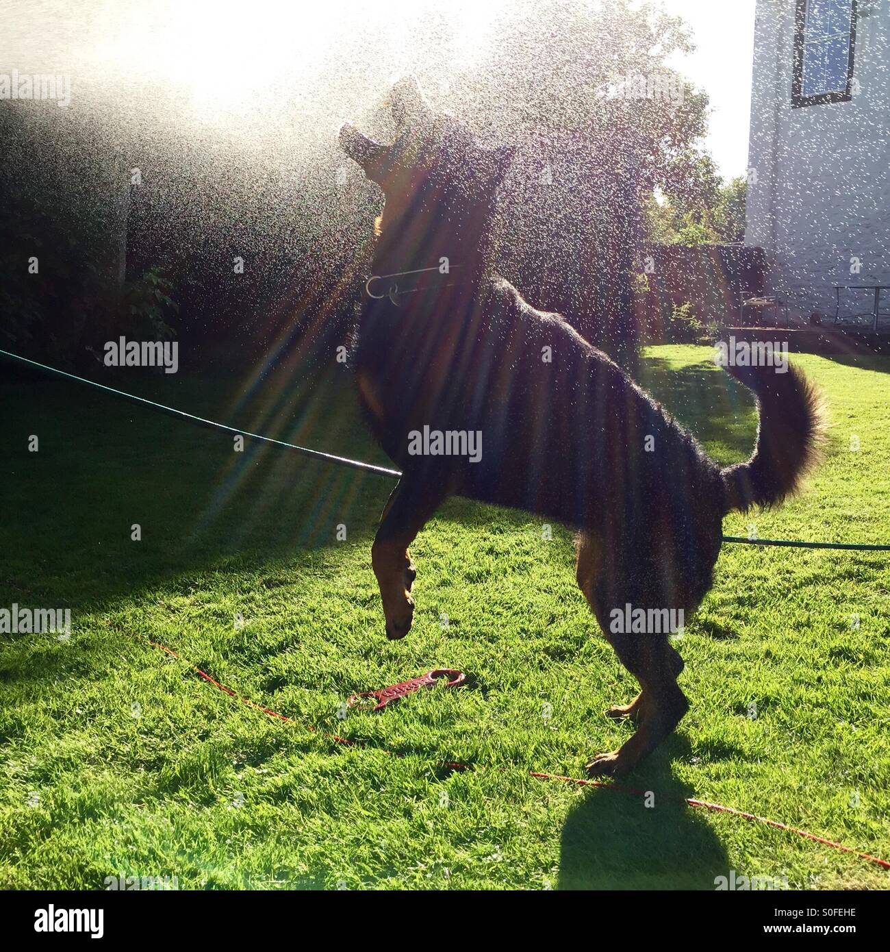 Summer fun. Dog playing with water spray Stock Photo Alamy