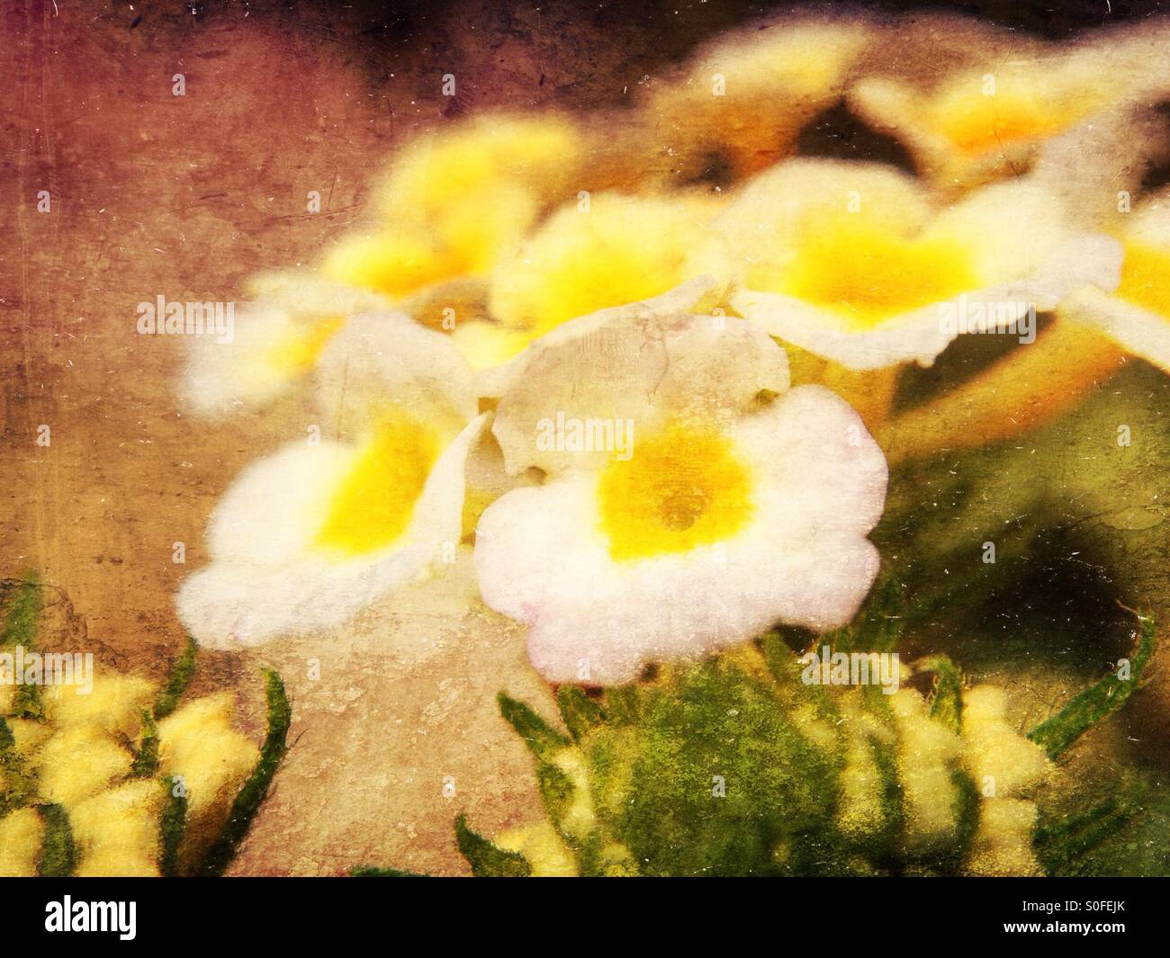 Small flowers Stock Photo