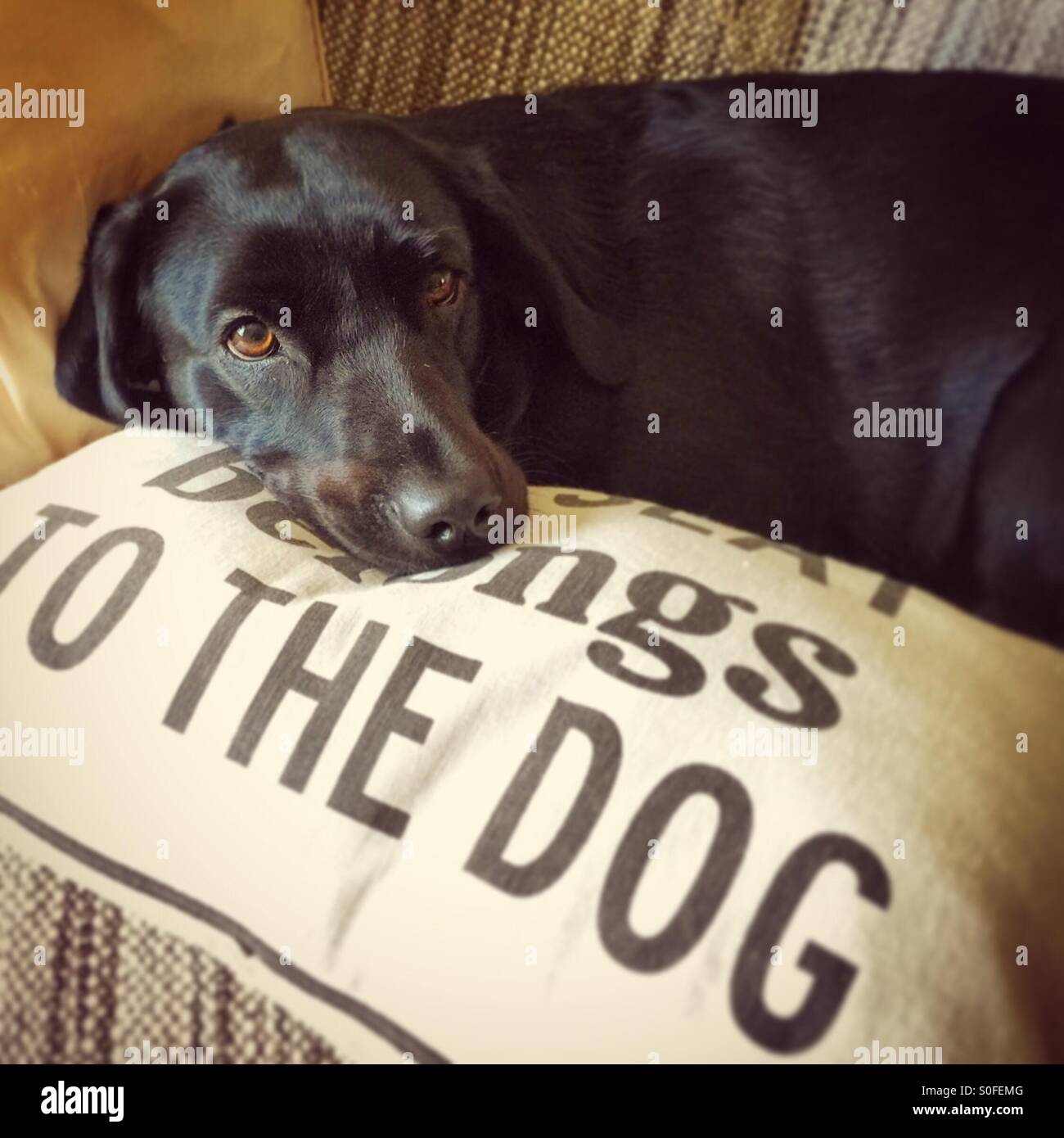 Black Labrador dog lying on cushion - Smartphone Captured Stock Image