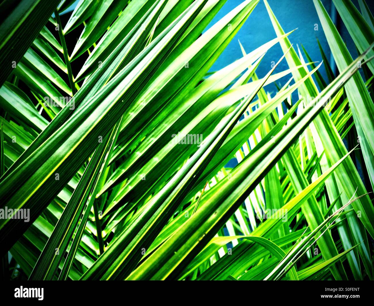 Vibrant healthy palm tree fronds in California. - Smartphone Captured Stock Image