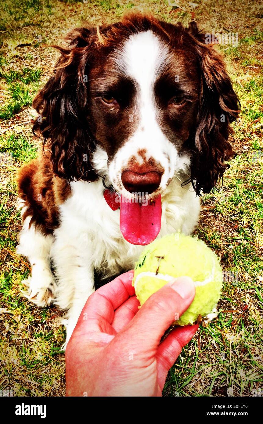 Portrait: English Springer Spaniel girl successfully delivers tennis ball to master. - Smartphone Captured Stock Image Portrait: English Springer Spaniel girl successfully delivers tennis ball to master. - Smartphone Captured Stock Image