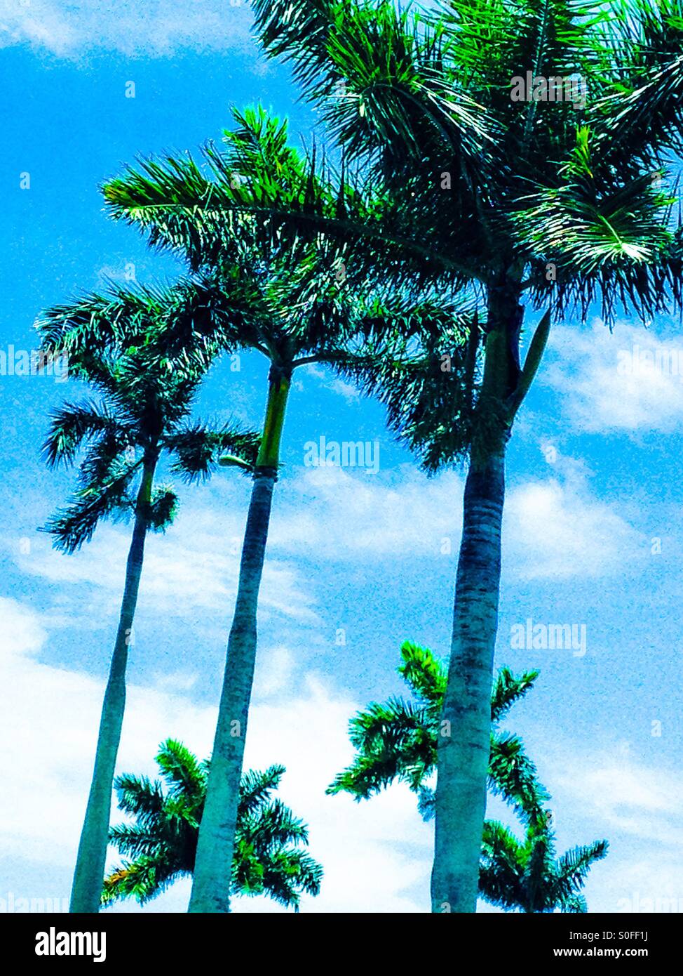 Palm Trees by the Intercostal in West Palm Beach, Florida Stock Photo