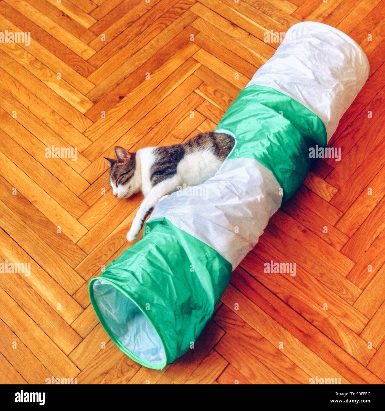 A cat is seen falling asleep Stock Photo Alamy