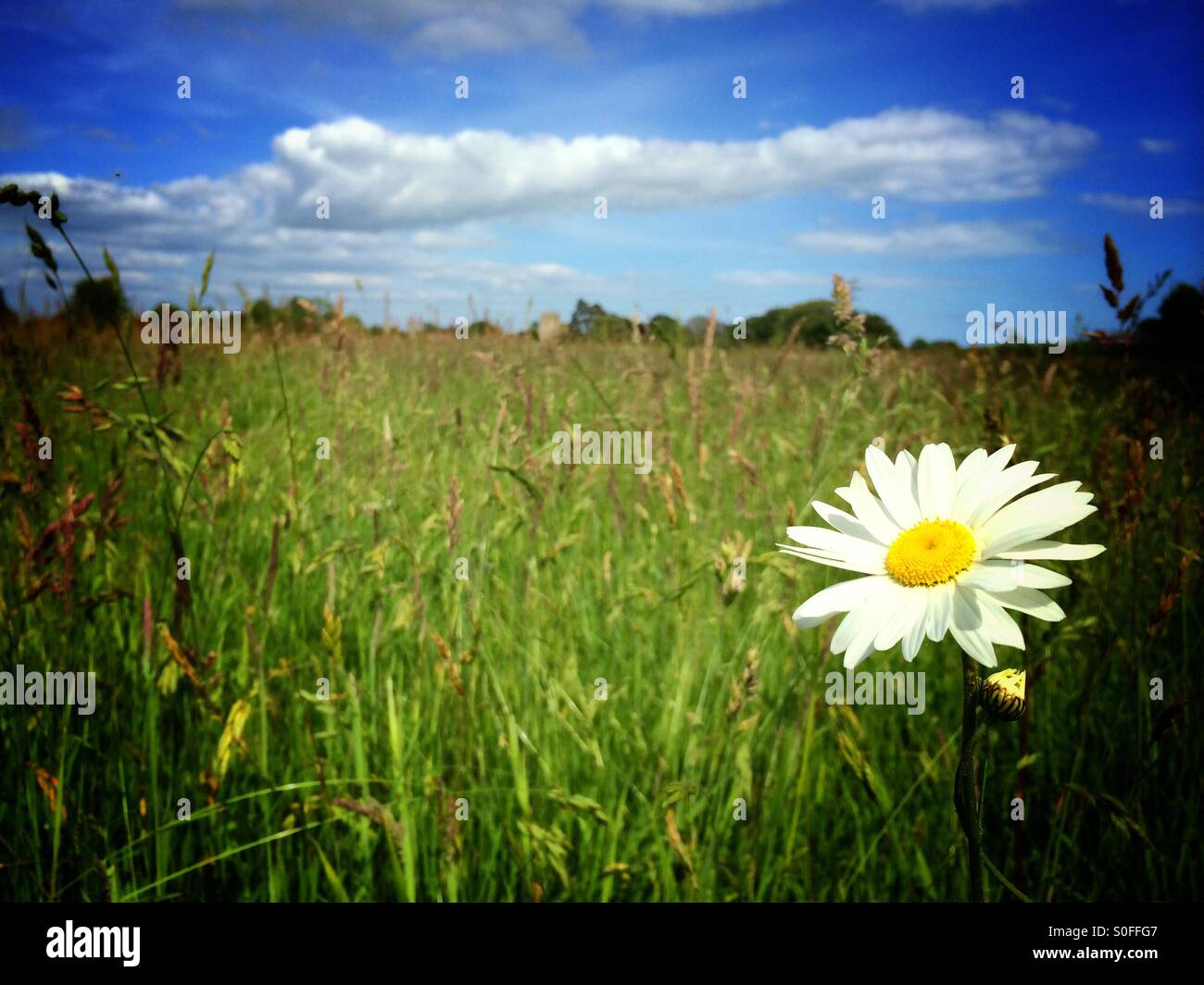 An oxe eye daisy in a field amongst wild flowers on a beautiful summers day which can cause allergies such as hay fever Stock Photo