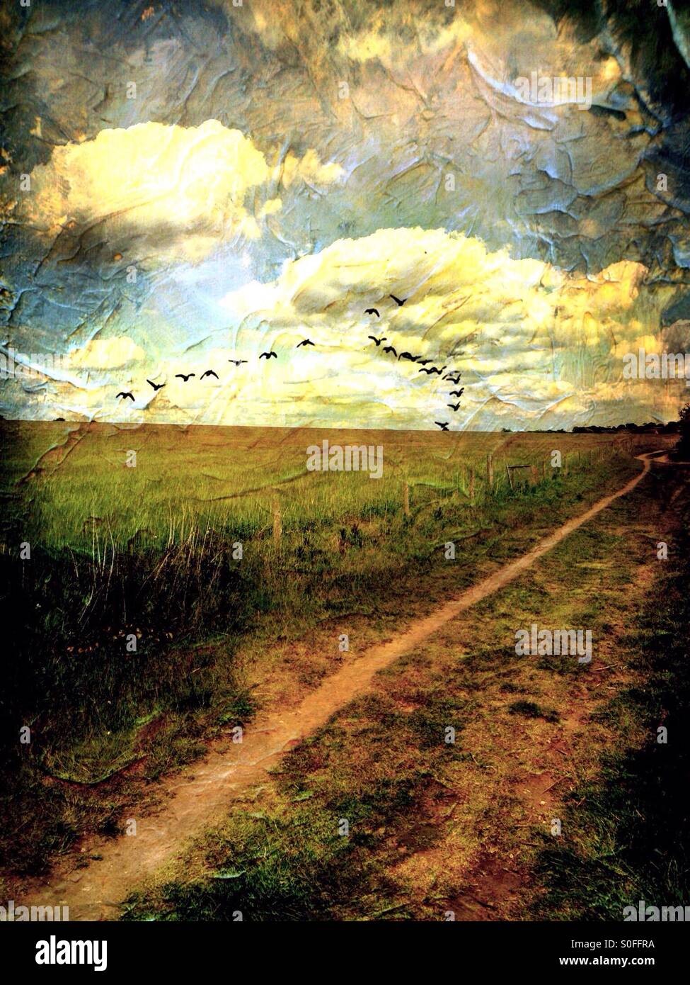 Country track with formation of birds. Sudbrook, Lincolnshire, England. - Smartphone Captured Stock Image