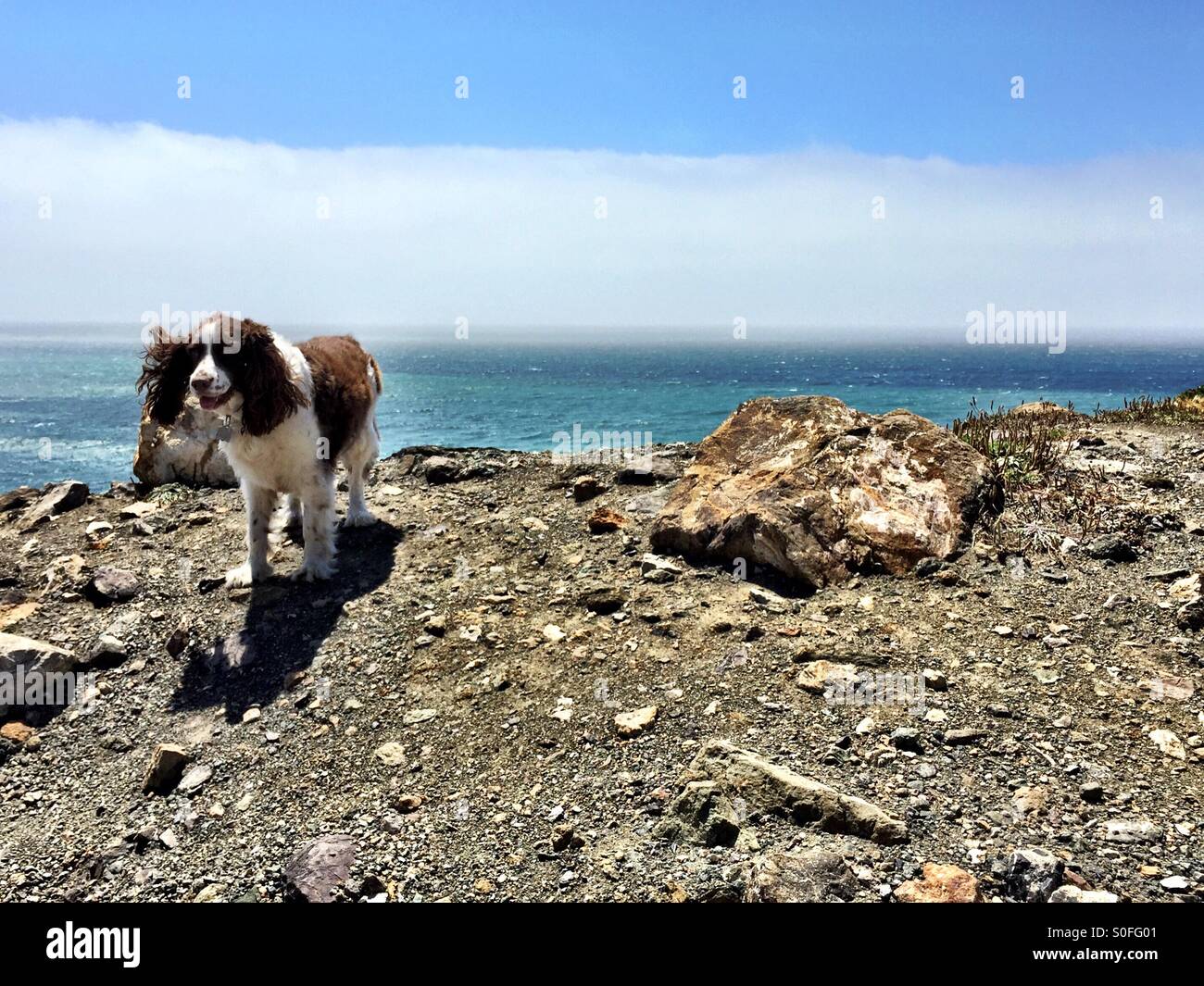 Purebred English Springer Spaniel girl adventures on the cliffs overlooking the Pacific Ocean. Long ears blowing in the wind. Northern California. - Smartphone Captured Stock Image