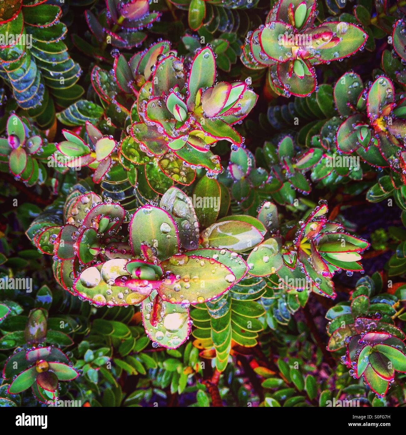 Hebe plant in the rain - Smartphone Captured Stock Image