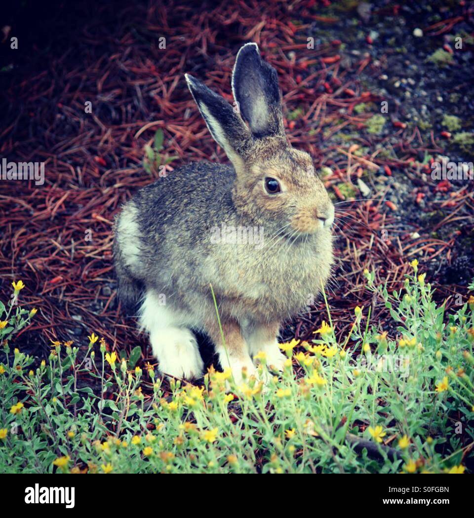 Fuzzy Bunny Feet (snowshoe hare Stock Photo Alamy