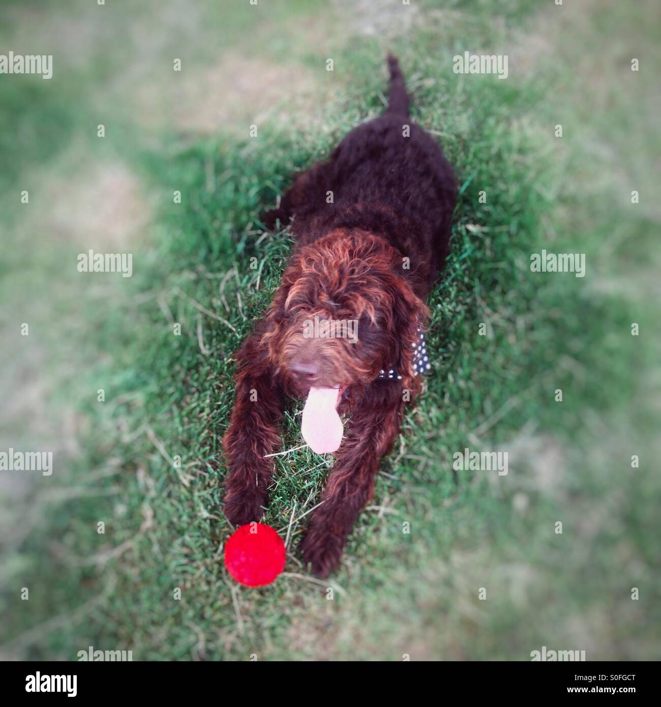 Chocolate brown labradoodle dog with a red ball - Smartphone Captured Stock Image