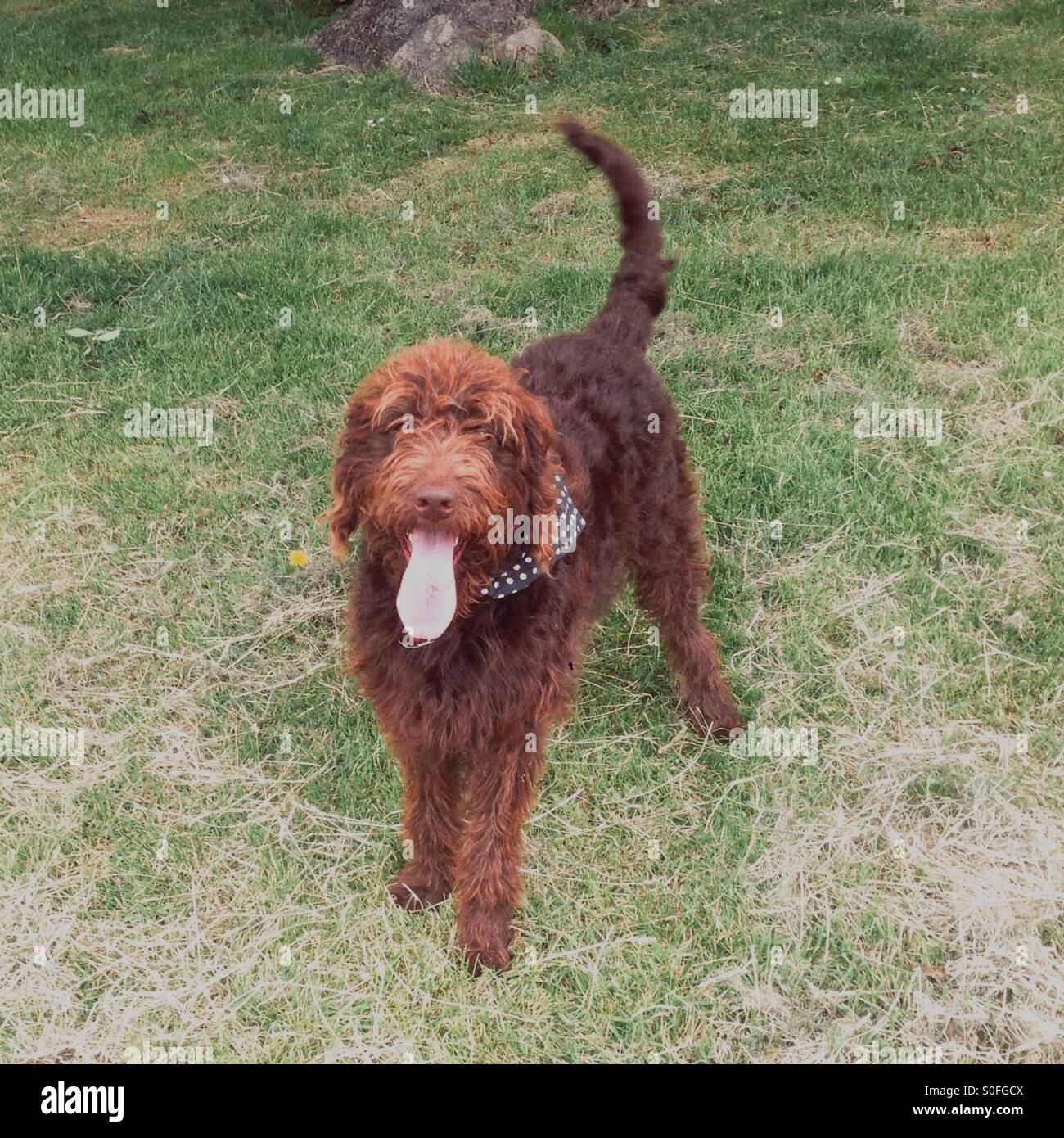 Brown labradoodle dog with his tongue out - Smartphone Captured Stock Image