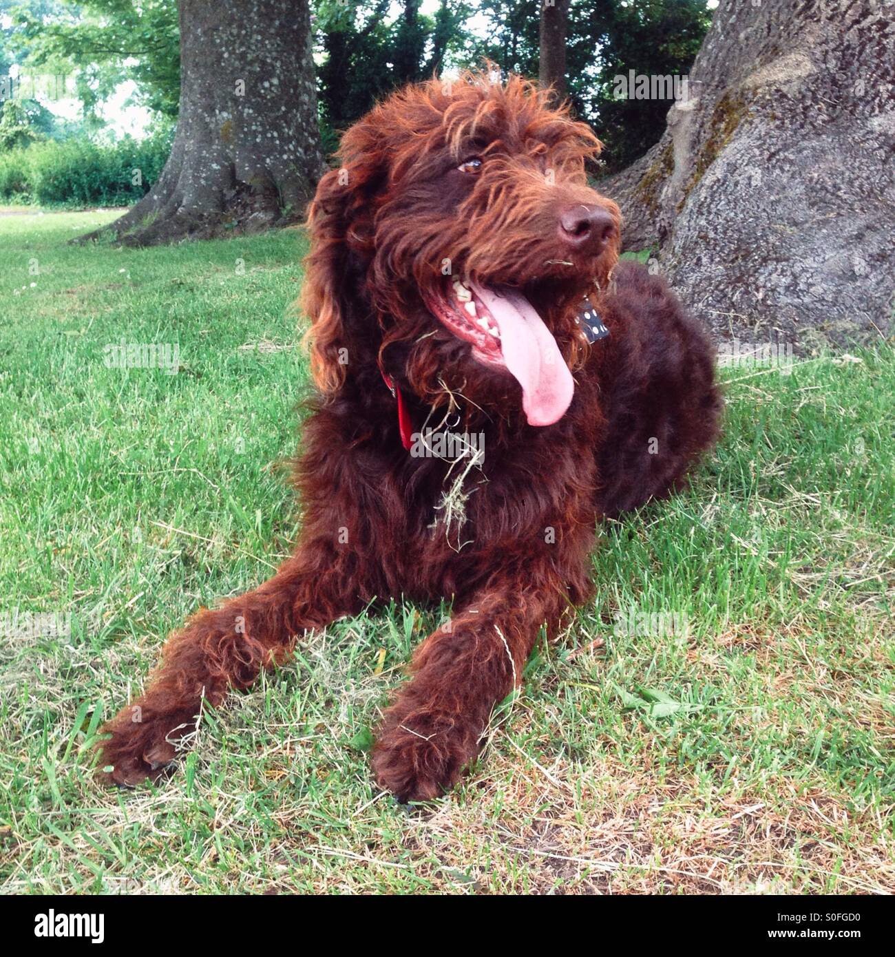Chocolate brown labradoodle dog - Smartphone Captured Stock Image