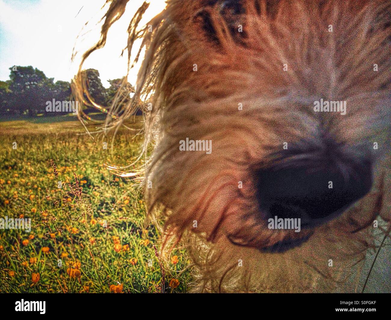 Dog photo bombing landscape Stock Photo