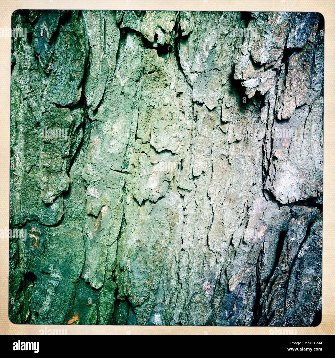 Tree bark - Smartphone Captured Stock Image