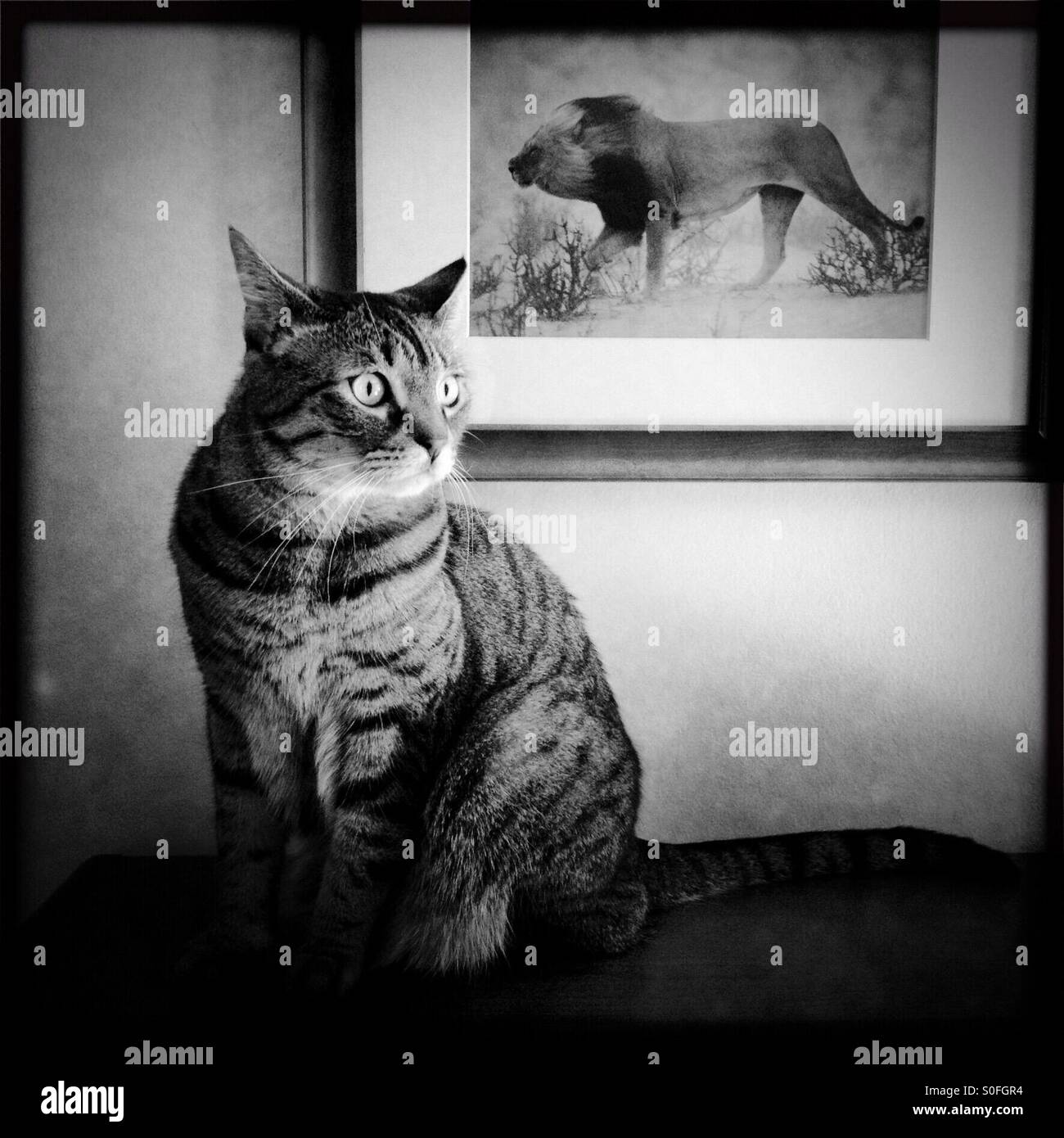 Little and big cat hi-res stock photography and images - Alamy