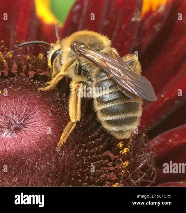 Hungry Bee Stock Photo